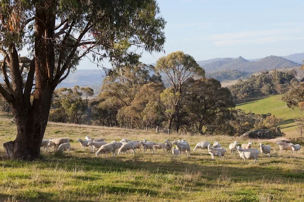 Pecore al pascolo. Tavole nei pressi di Oberon. Nuovo Galles del Sud. Australia . — Foto Stock