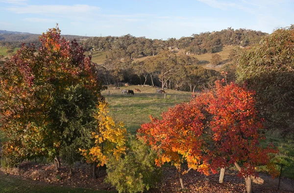 Autumn colours in countryside tablelands near Oberon. NSW. Australia. — Stock Photo, Image