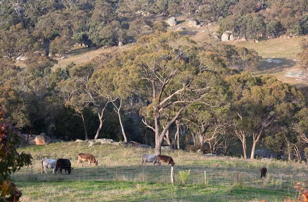 Vacas numa quinta rochosa. Tablelands perto de Oberon. Nova Gales do Sul. Austrália . — Fotografia de Stock