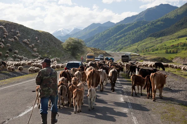 Herd on Georgian military Highway. Georgia. — Stock Photo, Image