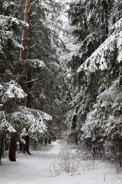 stock image Pinewood forest after heavy snowfall. Moscow region. Russia.