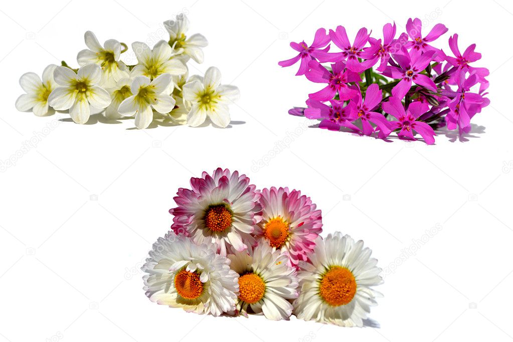 Sets of flowers isolated on white