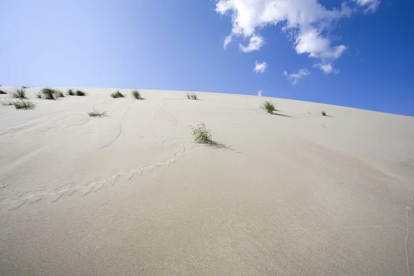 Düne. Foto zum Hintergrund. — Stockfoto