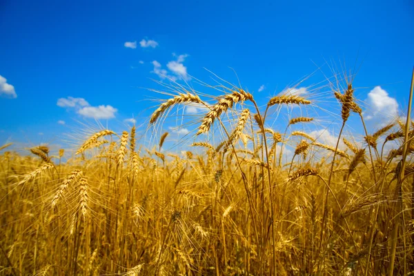 stock image Grain field