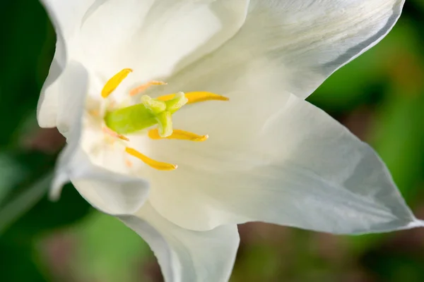 stock image Lily. Close up image