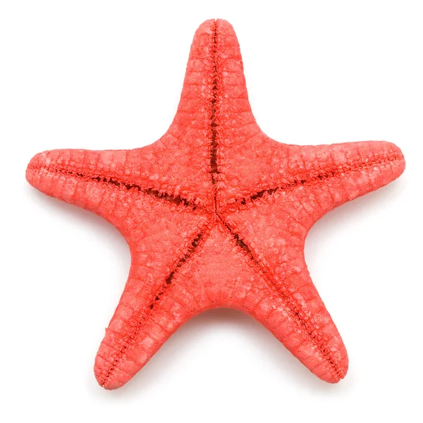 stock image Starfish