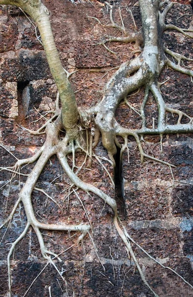 stock image Roots on the wall