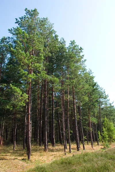 stock image Pine grove