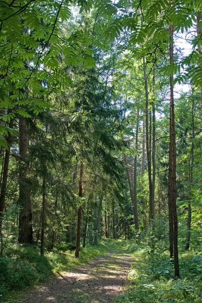 stock image Forest