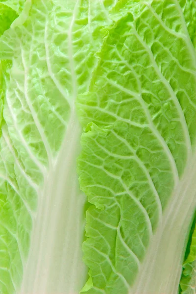 stock image Chinese cabbage