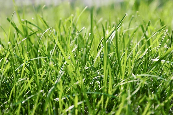 stock image Grass. Photo for background.