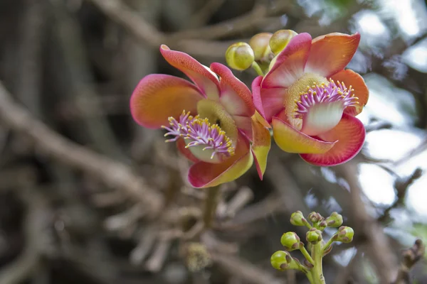 stock image Beautiful exotic flowers