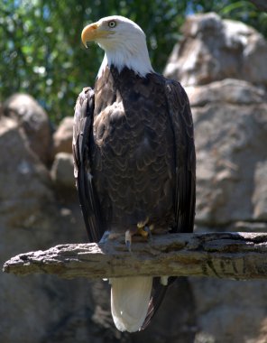 American Bald Eagle in Profile clipart