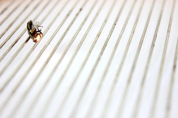 Fliege wird elektrisch abgeschnitten — Stockfoto