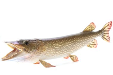 Mounted Northern Pike clipart