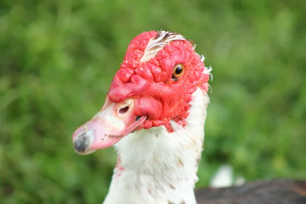 Male Muscovy Duck — Stock Photo, Image