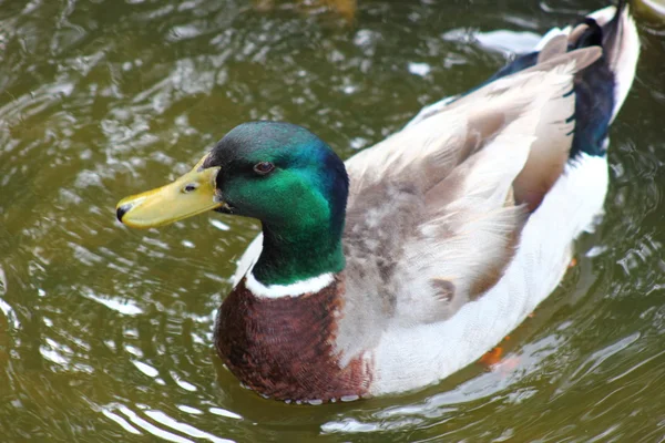 Mallard Duck Drake — Stock Photo, Image