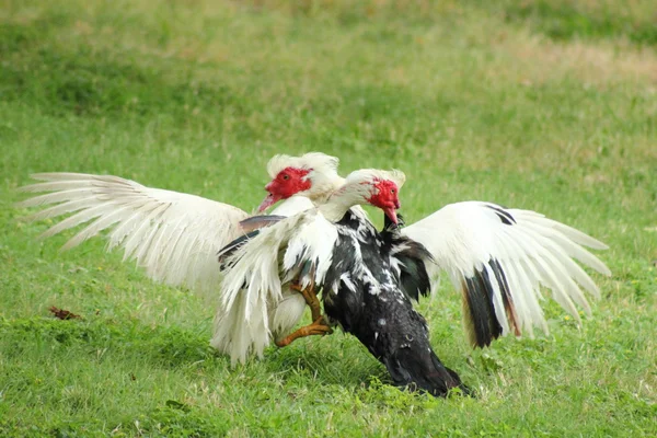 Boj berberské kachny — Stock fotografie