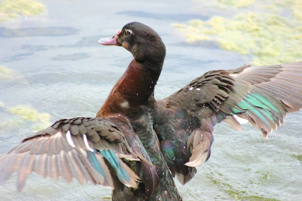 Yeşilbaş ördek kanatlarını çırparak — Stok fotoğraf