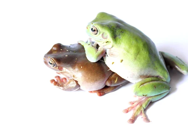 Сумний жаби дерева — стокове фото