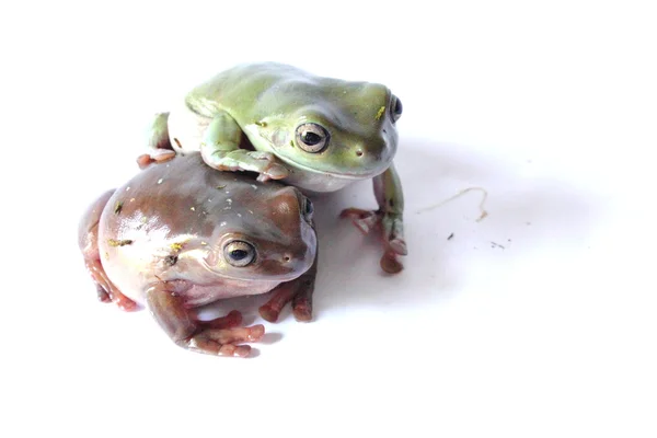 Сумний жаби дерева — стокове фото