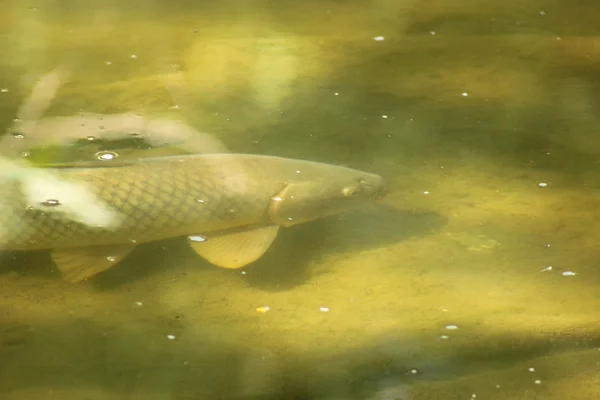 stock image Carp Swimming