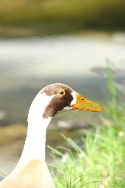 Ördek closeup — Stok fotoğraf