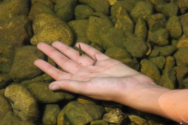 stock image Minnow in Hand