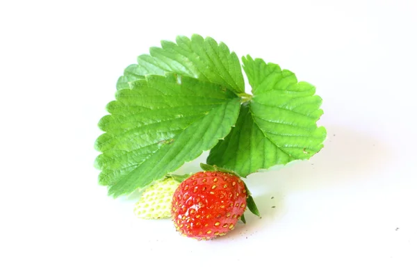 stock image Strawberry Plant with Fruit