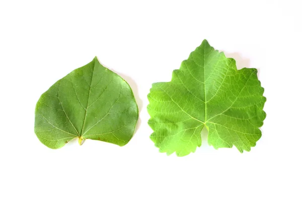 Two Different Leaves — Stock Photo, Image