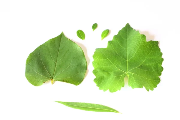 Different Tree Leaves — Stock Photo, Image