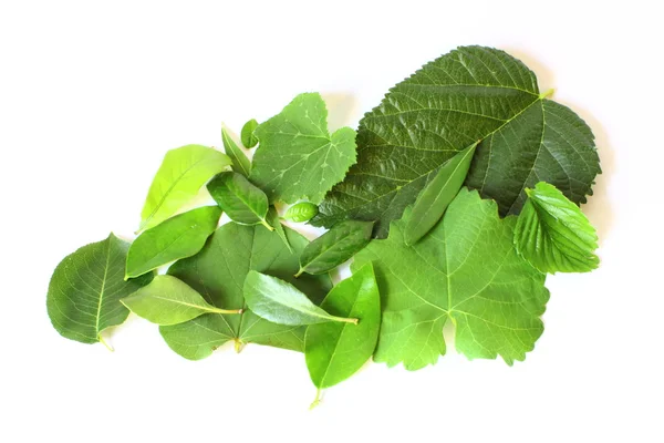 stock image Pile of Tree Leaves