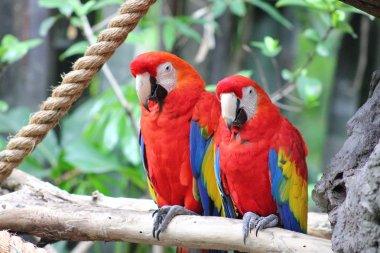 iki kırmızı macaws