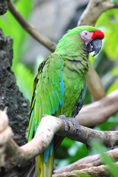 Militær macaw - Stock-foto