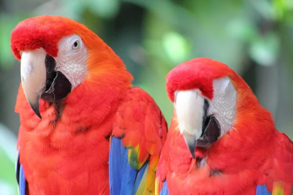 Nærbillede af To Scarlet Macaws - Stock-foto
