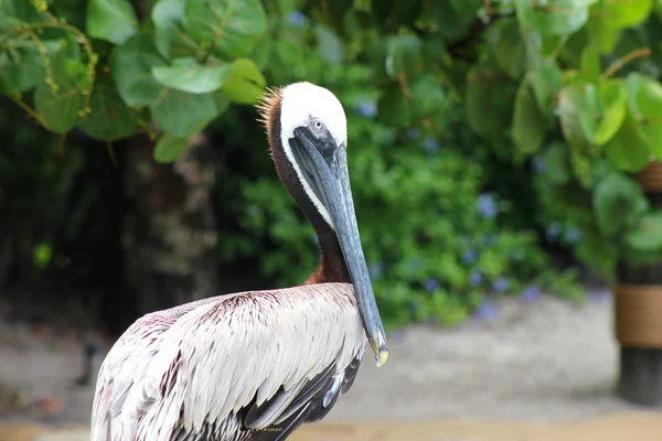 Nahaufnahme eines braunen Pelikans — Stockfoto