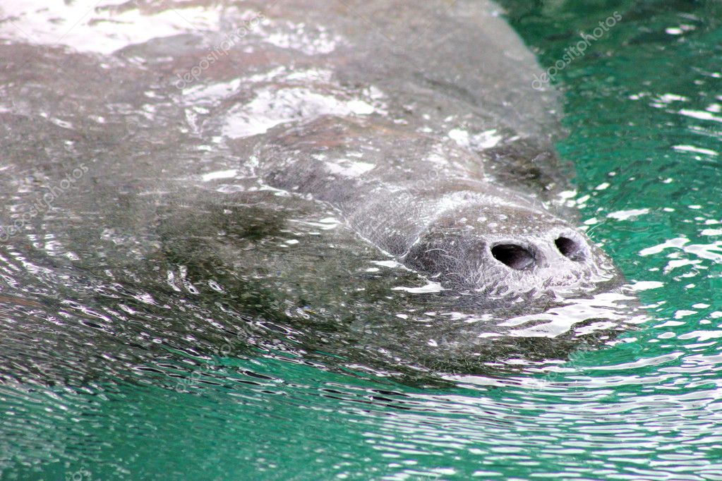 West Indian Manatee Breathing — Stock Photo © abhbah05 #11369305
