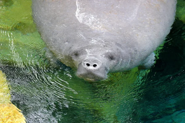 Hint deniz ayısı nefes — Stok fotoğraf
