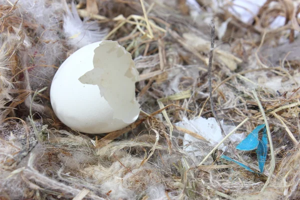 stock image Egg in Bird Nest