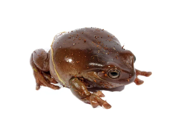 땅딸막한 나무 개구리 — 스톡 사진
