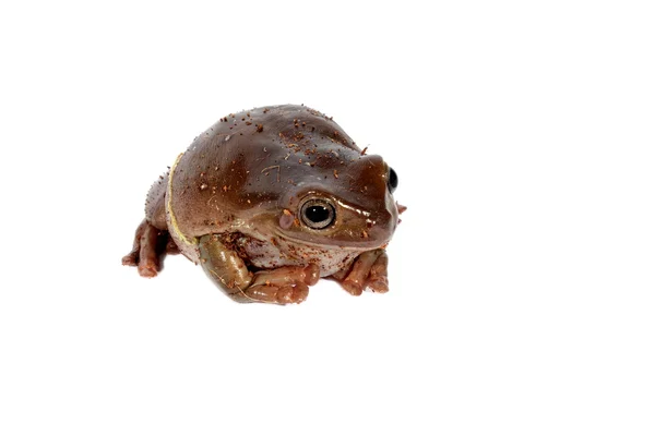 Пушистая лягушка — стоковое фото