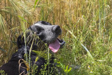 buğday kulaklar arasında siyah köpek