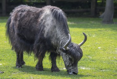 Yak grazing in the meadow clipart