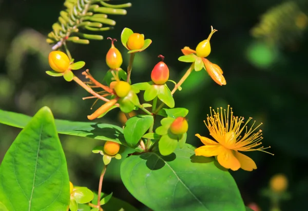 Blüten von Tutsan, Hypericum androsaemum — Stockfoto