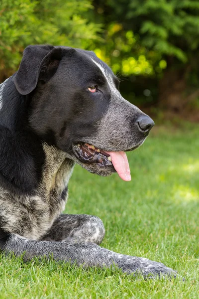 stock image Portrait of black dog