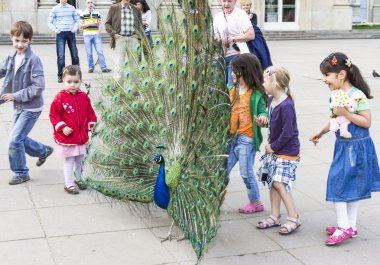 Mavi tavus kuşu kuyruğunu çocuklara gösterir.