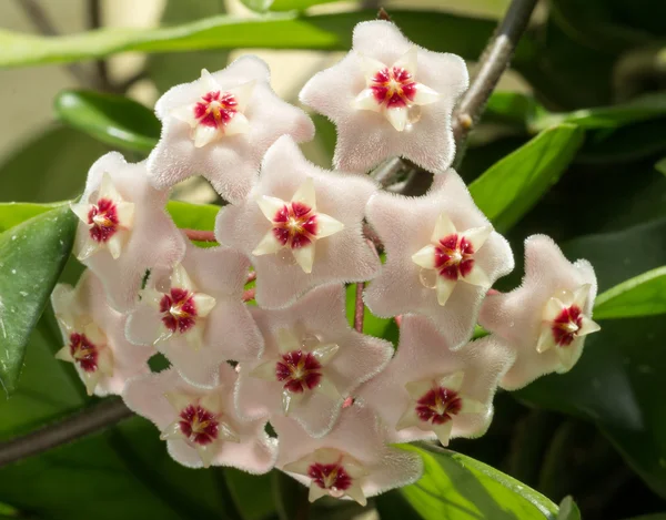 stock image The beautiful flowers of Hoya carnosa