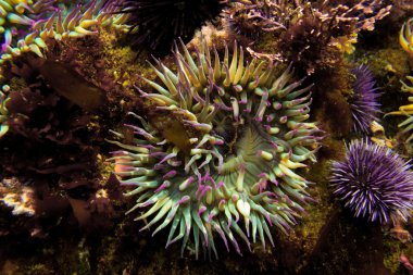 Deniz anemone ve kestaneleri