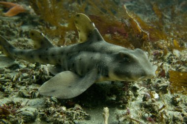 Horn Shark (Heterodontus francisci) clipart