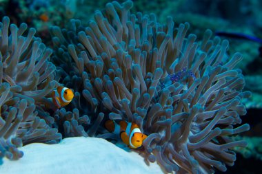 Deniz anemone arkadaşlar
